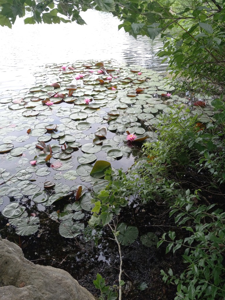 lily pond